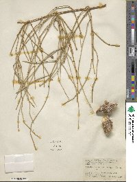 Ephedra cutleri image