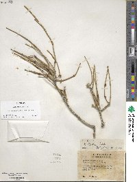 Ephedra fasciculata image