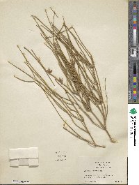 Ephedra fasciculata image