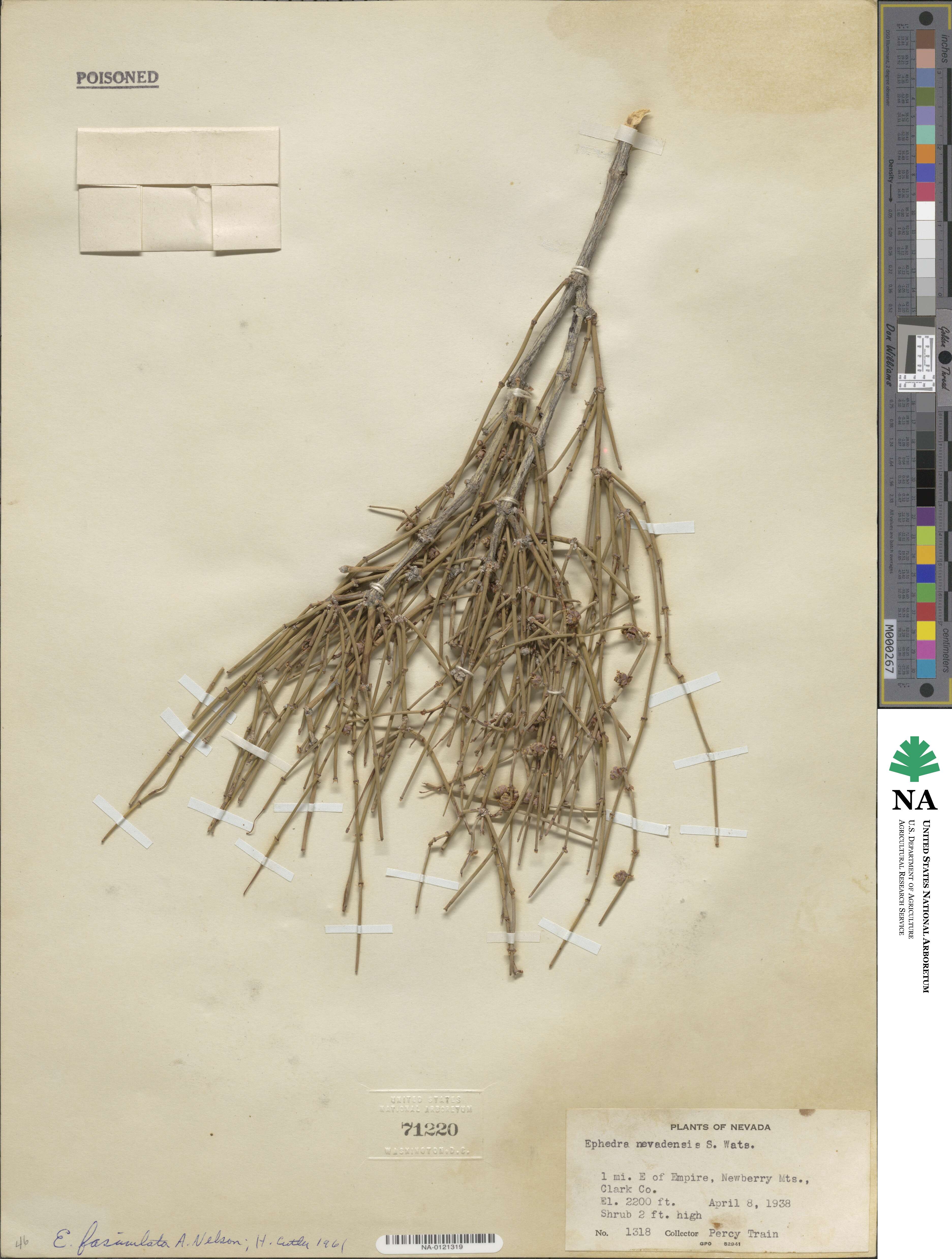 Ephedra image