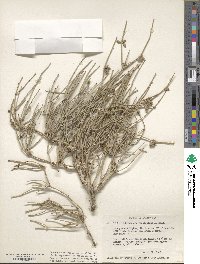 Ephedra fasciculata image