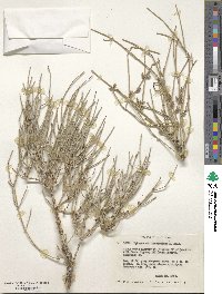 Ephedra fasciculata image