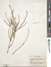 Ephedra fasciculata image