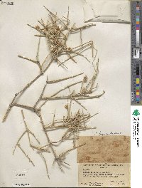 Ephedra funerea image