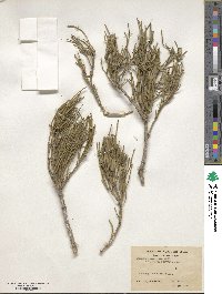 Image of Ephedra gerardiana