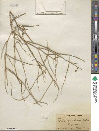 Ephedra nevadensis image