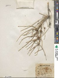 Ephedra nevadensis image