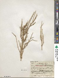 Ephedra nevadensis image