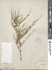 Ephedra nevadensis image