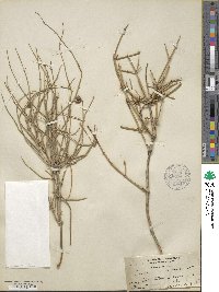 Ephedra nevadensis image