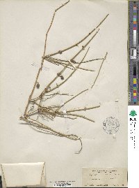 Ephedra nevadensis image