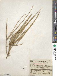 Ephedra nevadensis image