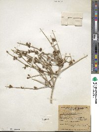 Ephedra nevadensis image