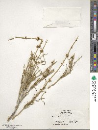 Ephedra nevadensis image