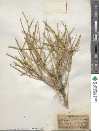 Ephedra nevadensis image