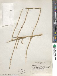 Ephedra nevadensis image