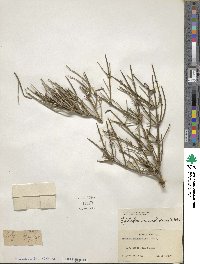 Ephedra nevadensis image