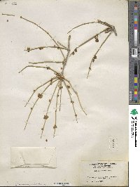 Ephedra nevadensis image