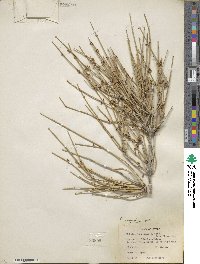 Ephedra nevadensis image