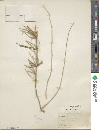 Ephedra nevadensis image