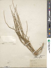 Ephedra nevadensis image