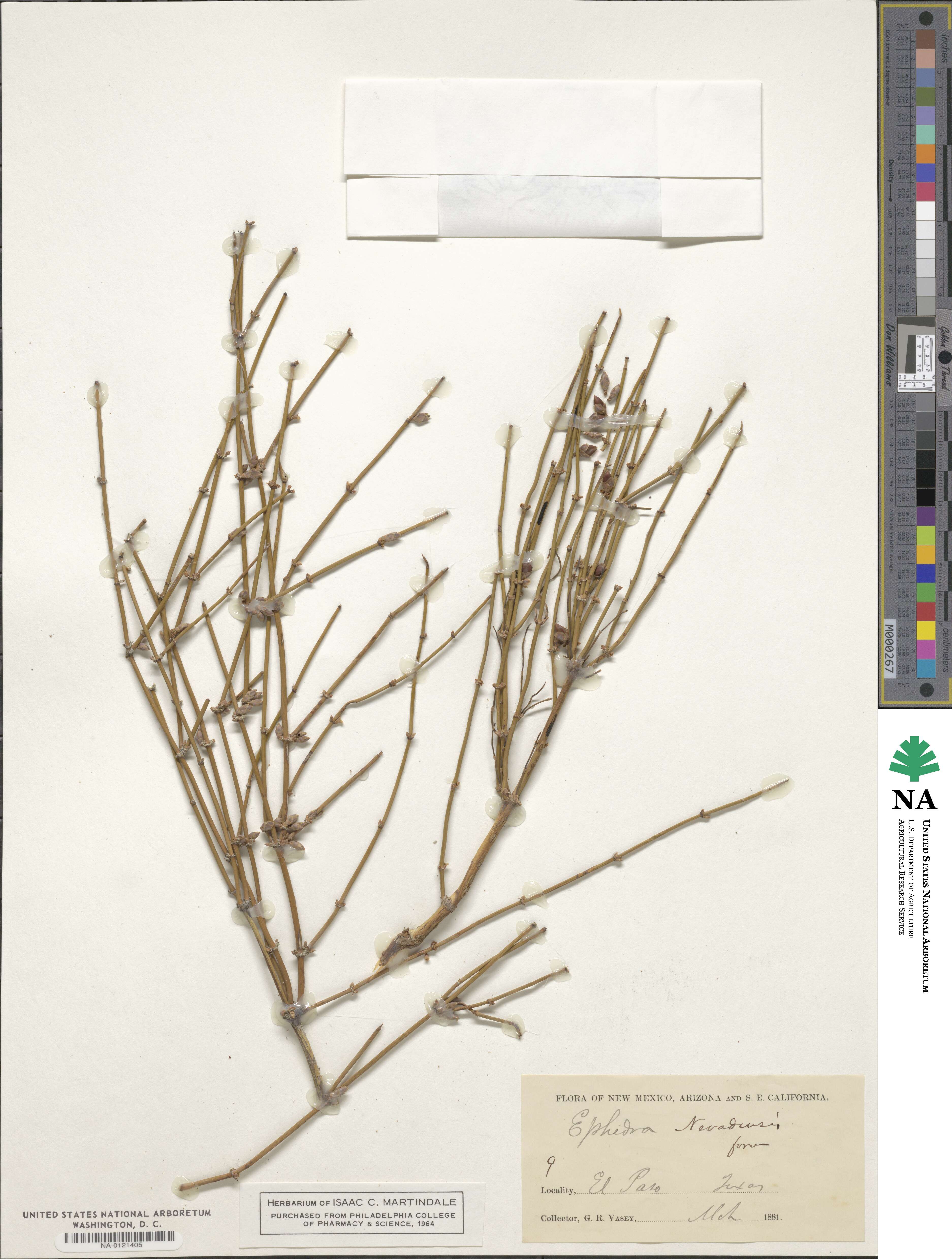Ephedra nevadensis image