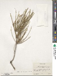 Ephedra nevadensis image