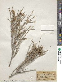 Ephedra torreyana image