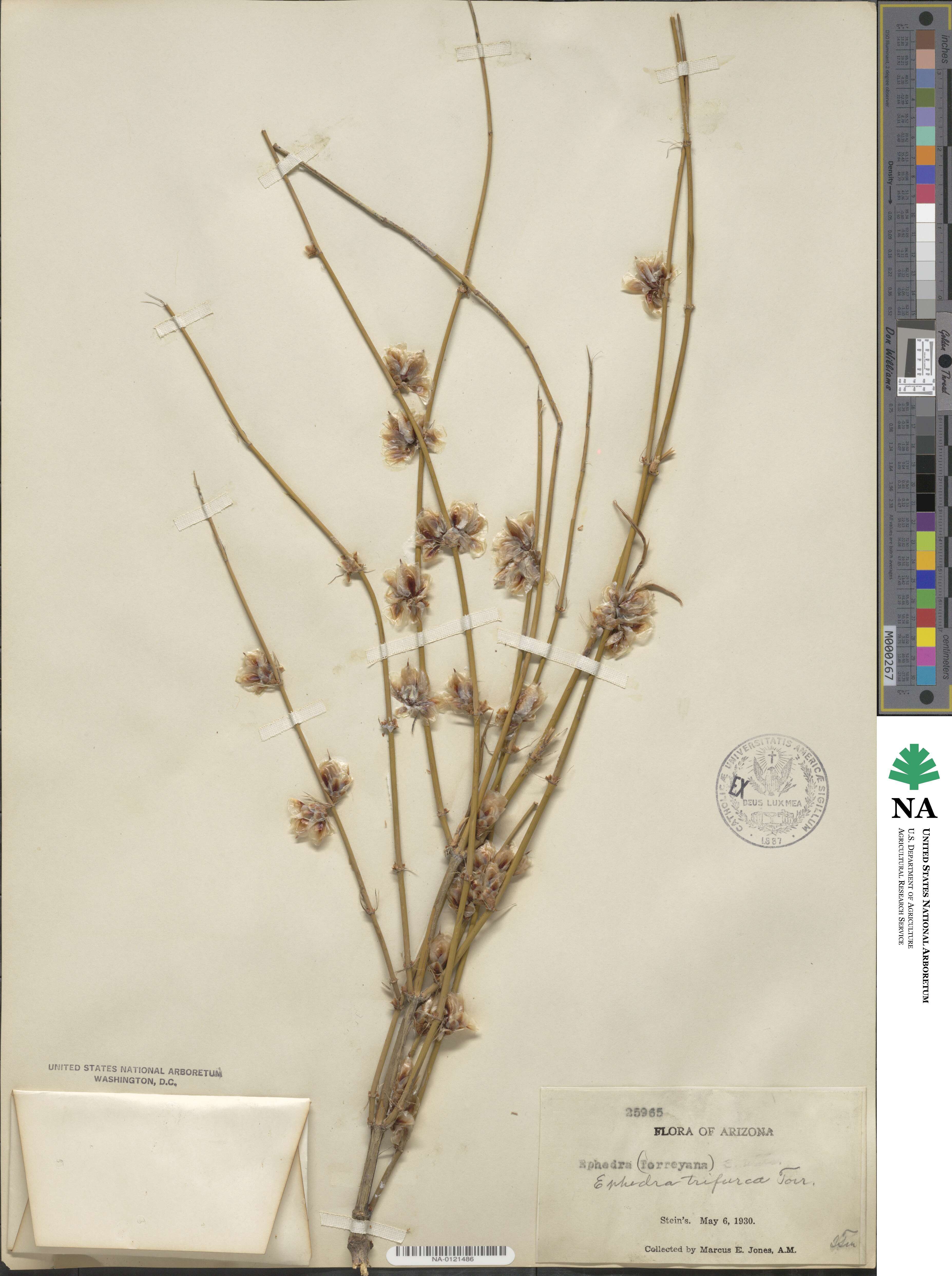 Ephedra trifurca image