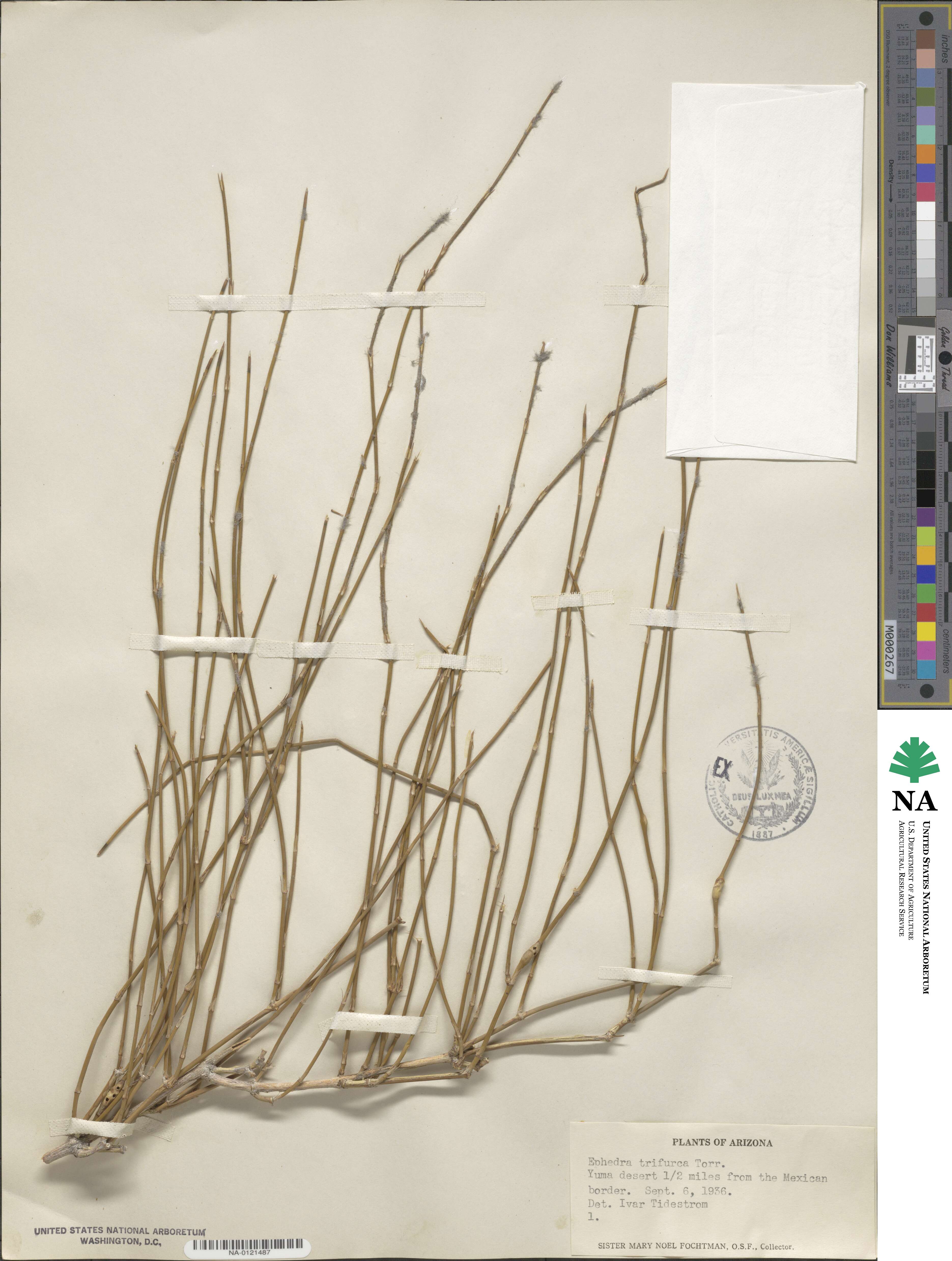 Ephedra trifurca image