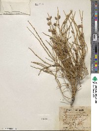 Ephedra viridis image