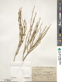 Ephedra viridis image