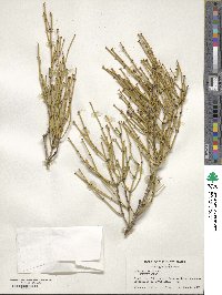 Ephedra viridis image