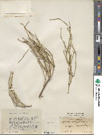 Ephedra viridis image