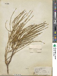 Ephedra viridis image