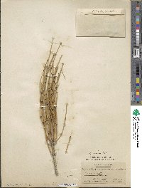 Ephedra viridis image