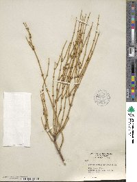 Ephedra viridis image