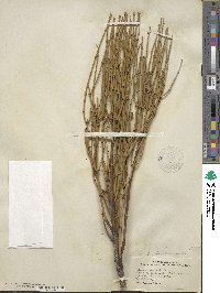 Ephedra viridis image