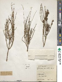 Ephedra viridis image