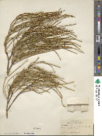 Ephedra viridis image