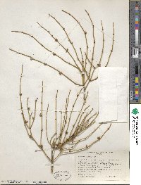 Ephedra viridis image