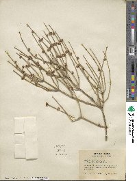 Ephedra viridis image