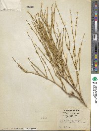 Ephedra viridis image