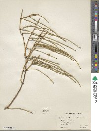 Ephedra viridis image