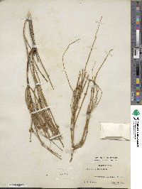 Ephedra viridis image