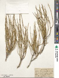 Ephedra viridis image