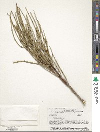 Ephedra viridis image