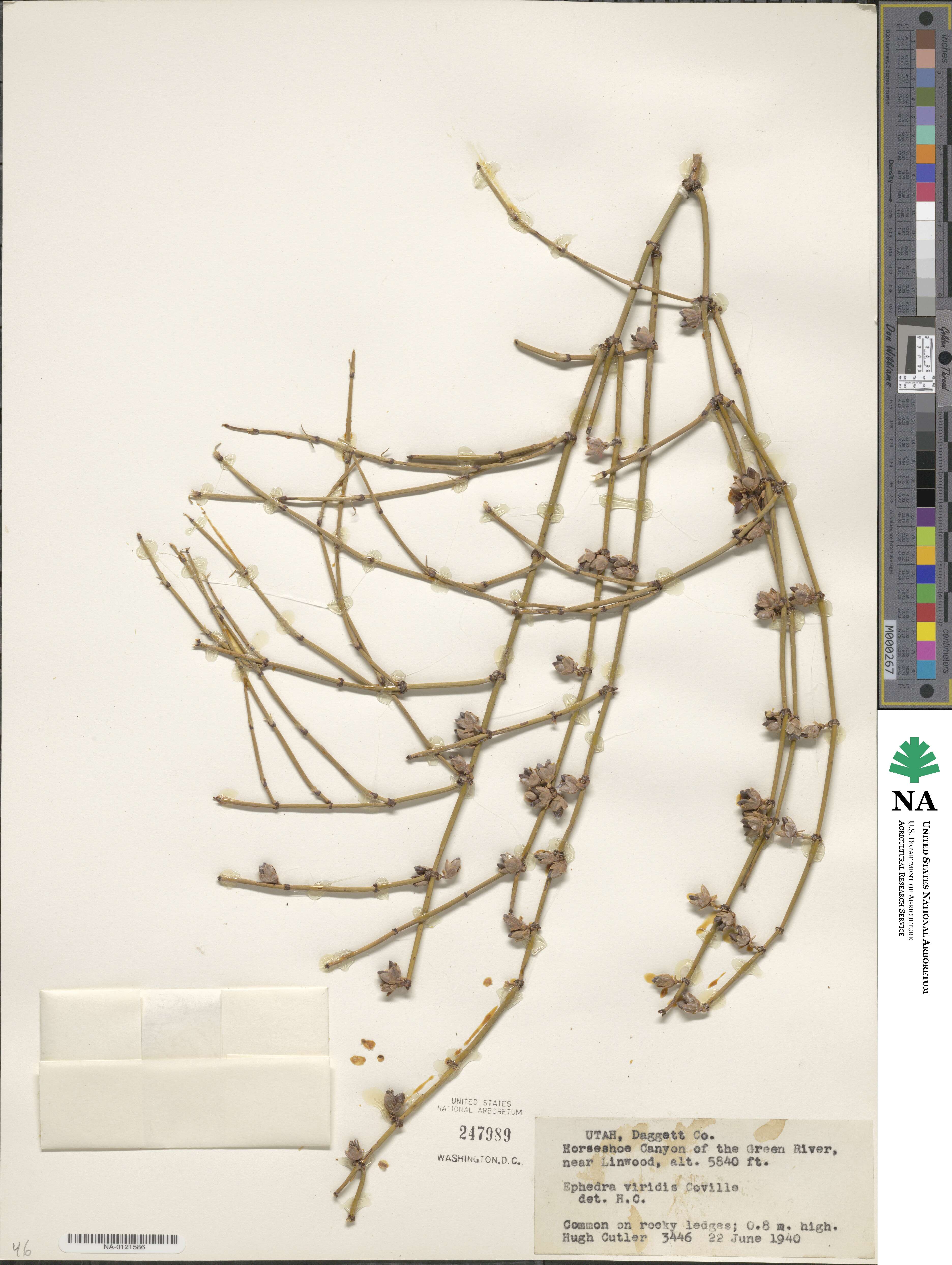 Ephedra viridis image