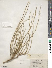 Ephedra viridis image