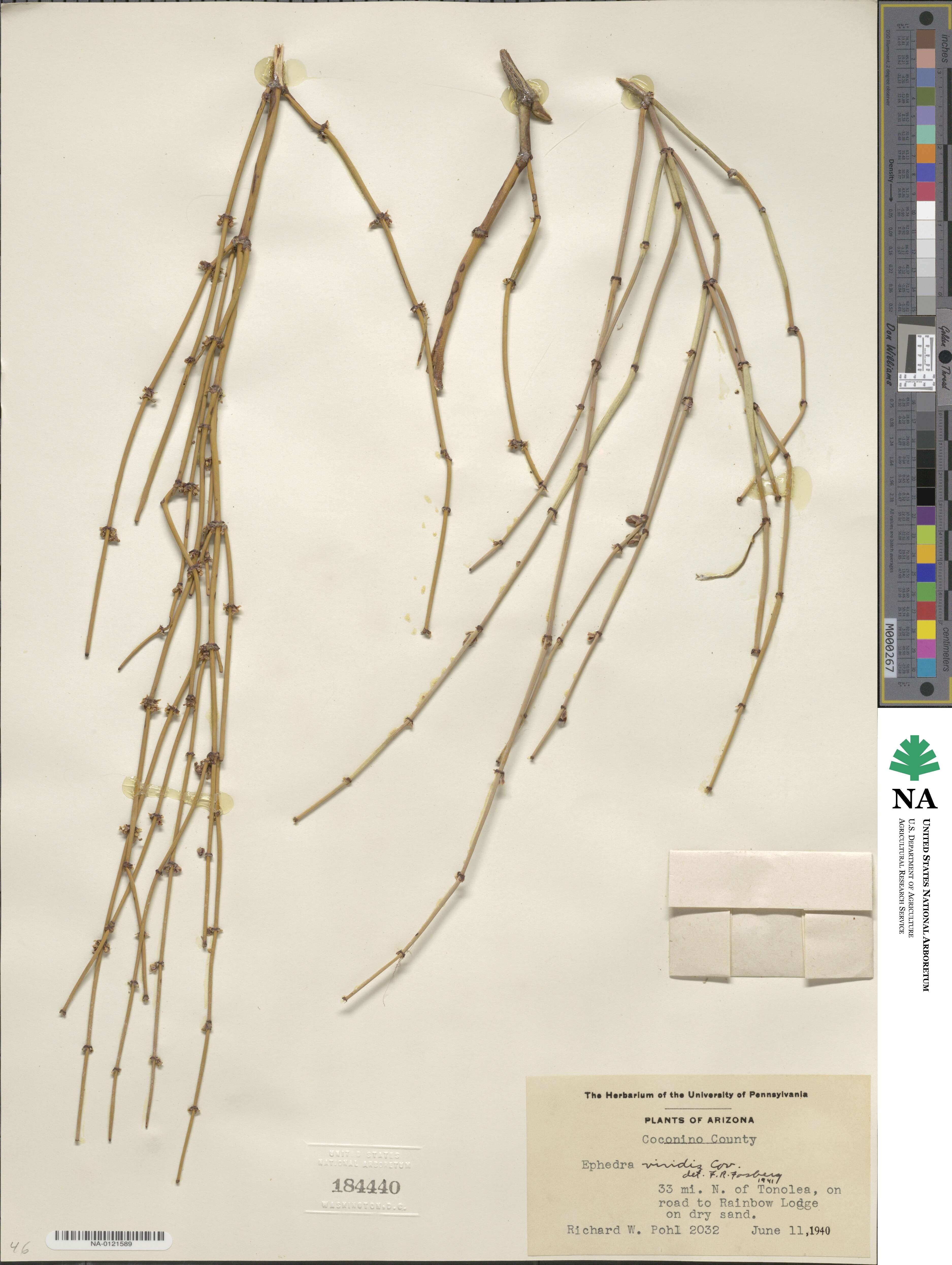 Ephedra viridis image